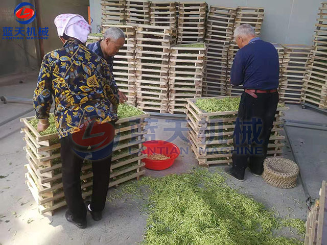 山東金銀花烘干機(jī)現(xiàn)場(chǎng)實(shí)拍 山東金銀花烘干機(jī)現(xiàn)場(chǎng)實(shí)拍