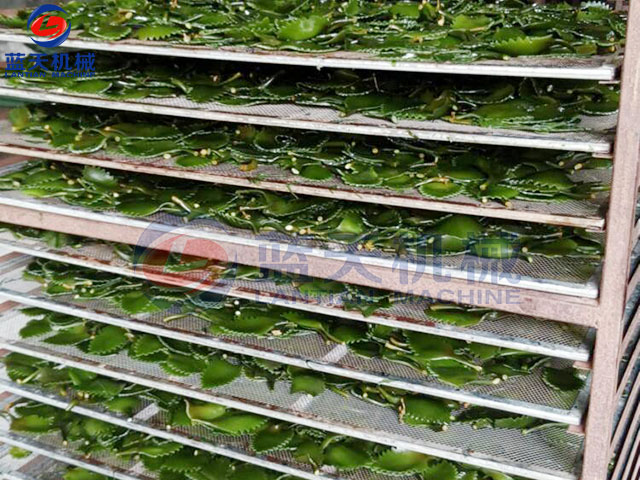 浙江海帶烘干機(jī)現(xiàn)場(chǎng)實(shí)拍 浙江海帶烘干機(jī)現(xiàn)場(chǎng)實(shí)拍